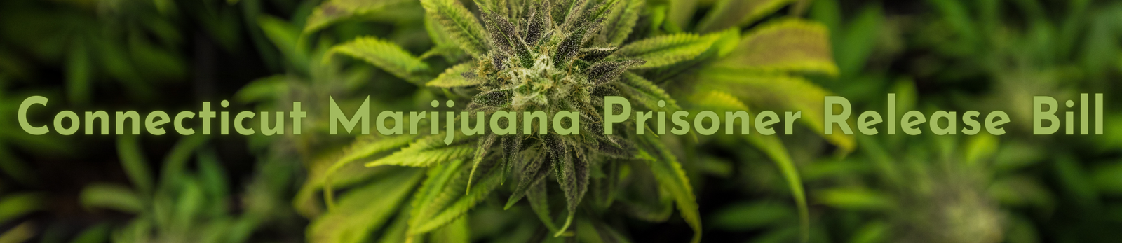 Connecticut Marijuana Prisoner Release Bill