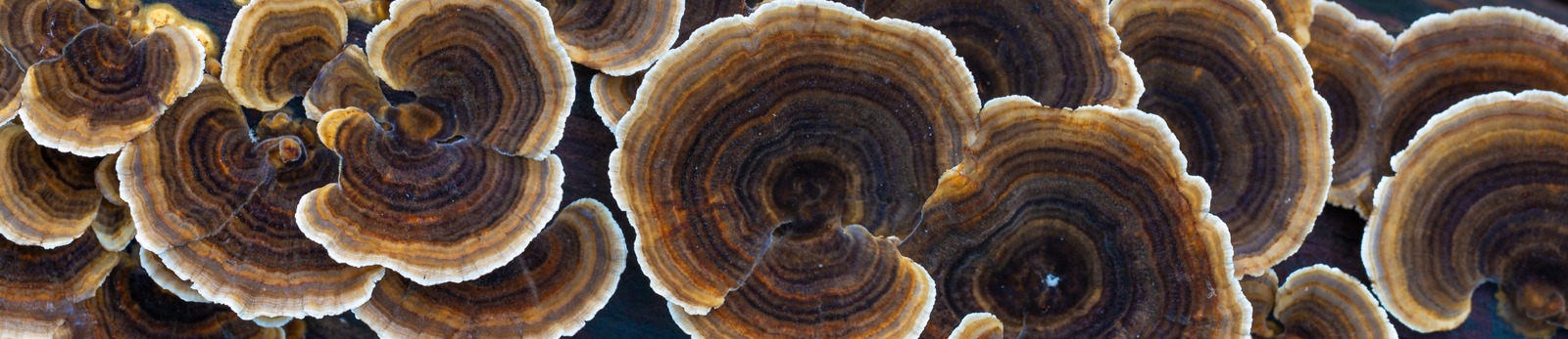 phsycadilic mushrooms